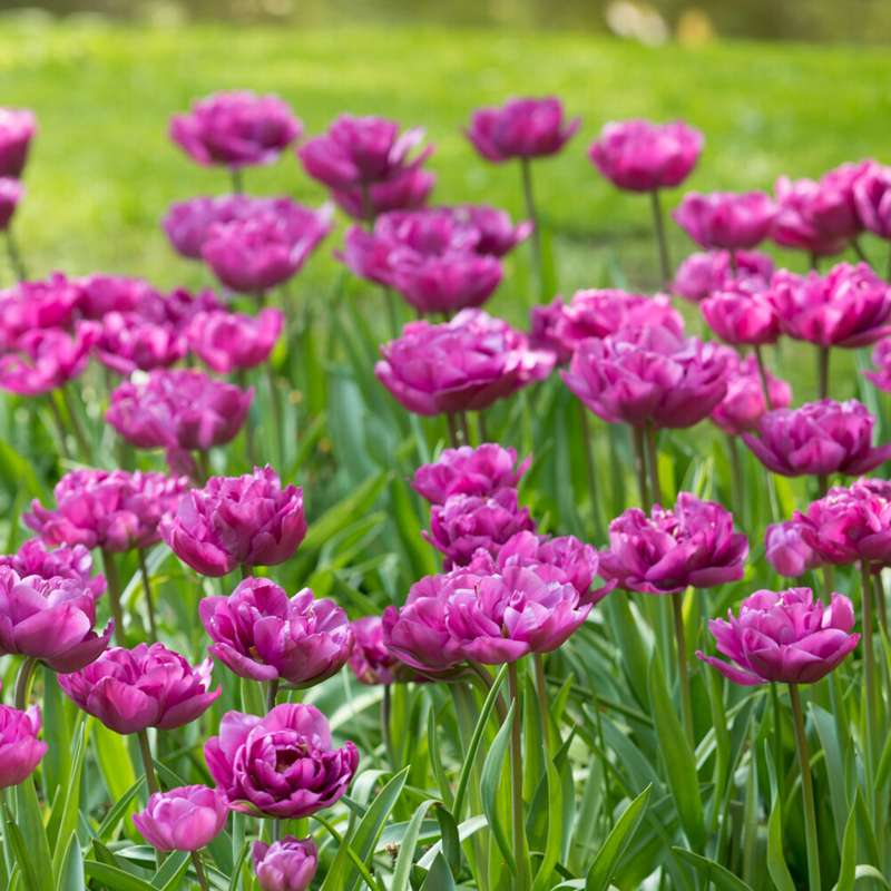 Tulipan 'Backpacker'